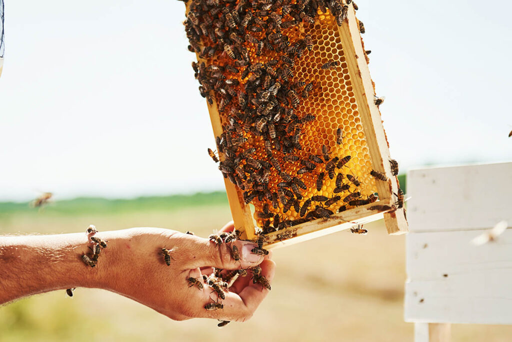 Miel artesanal